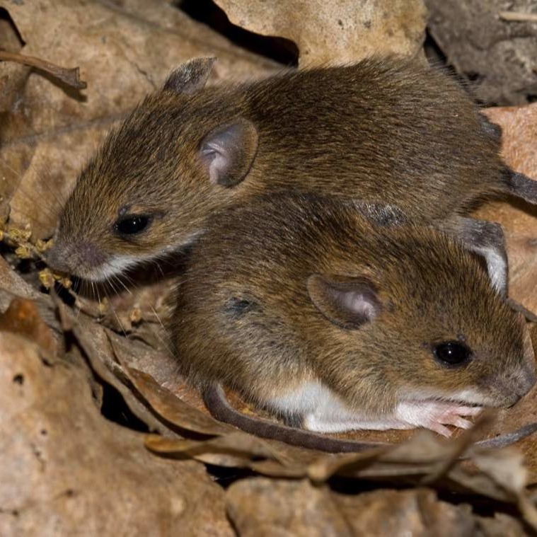 Уничтожения мышей в частном доме в Каменске-Уральском?