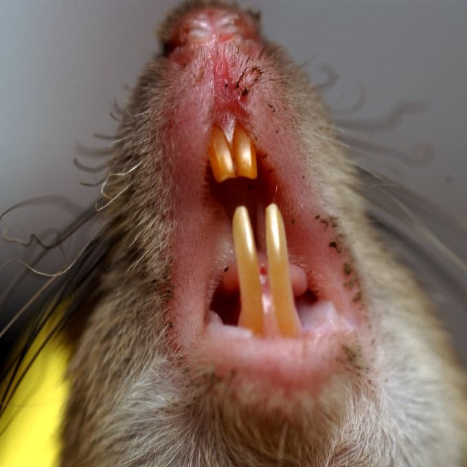 Дератизация крыс в Каменске-Уральском?